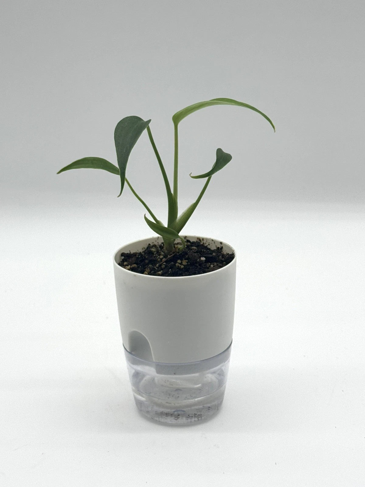 Monstera Burle Marx Flame - 4&quot; Self-Watering Pot