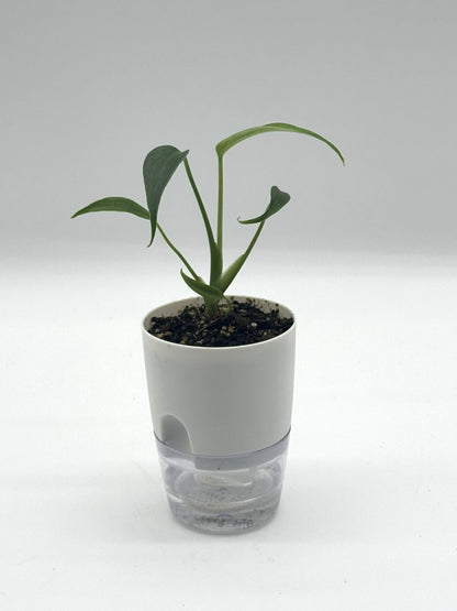 Monstera Burle Marx Flame - 4&quot; Self-Watering Pot
