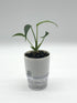 Monstera Burle Marx Flame - 4" Self-Watering Pot