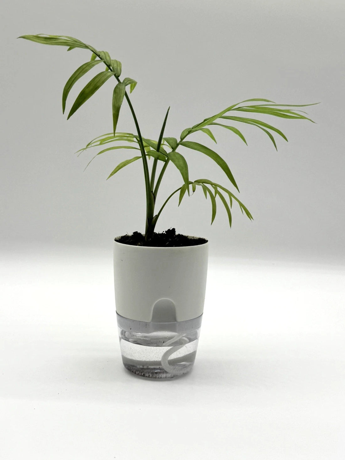 Parlor Palm - Chamaedorea elegans (4&quot; Self-Watering Pot)