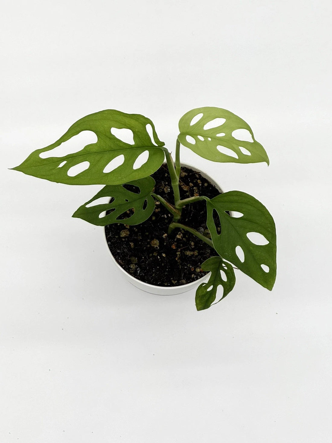 Monstera Adansonii - Swiss Cheese Plant