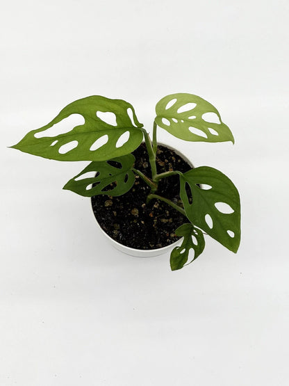 Monstera Adansonii - Swiss Cheese Plant