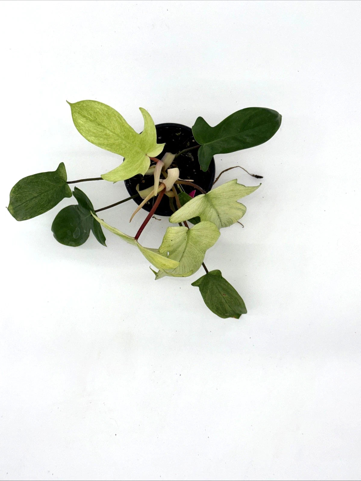 Philodendron Florida Ghost Mint - Rare Variegated Houseplant