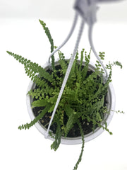 Lemon Button Fern – 5-Inch Pot
