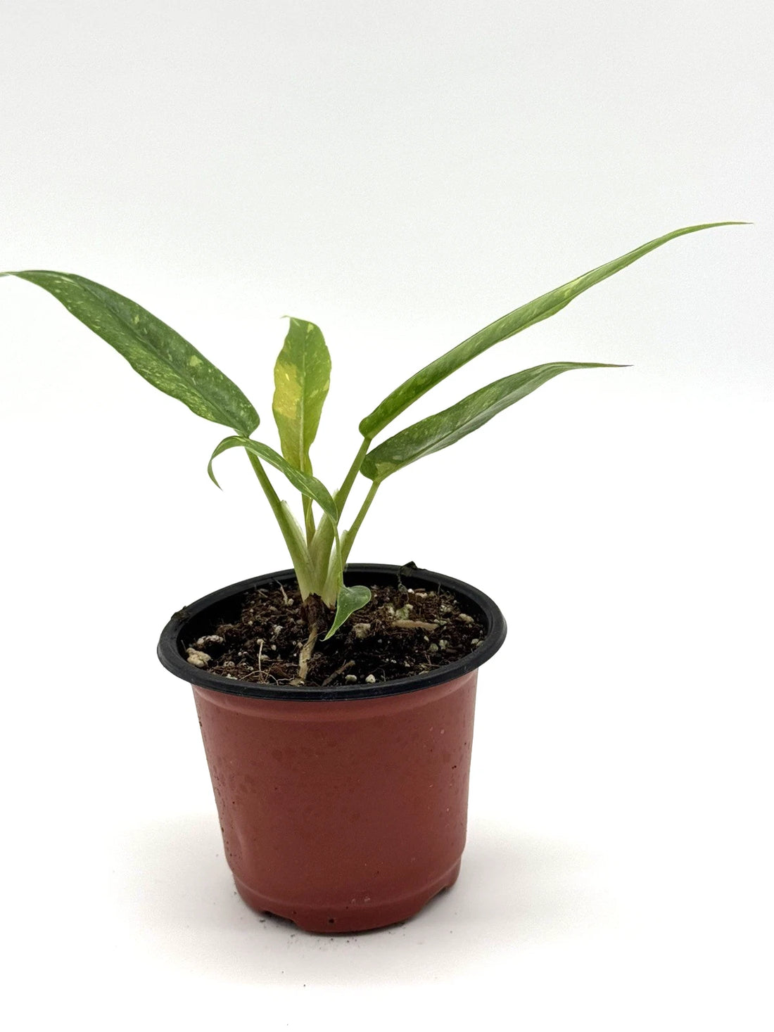 Philodendron Ring of Fire