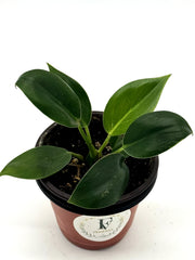 Philodendron Birkin – 4-Inch Pot