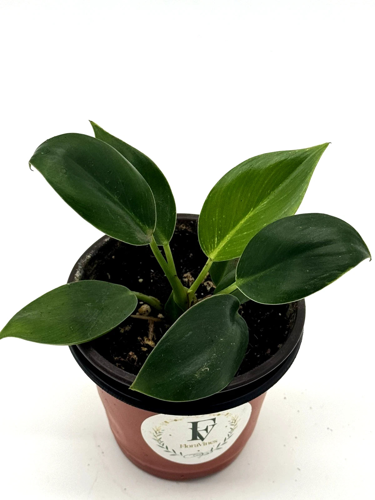 Philodendron Birkin