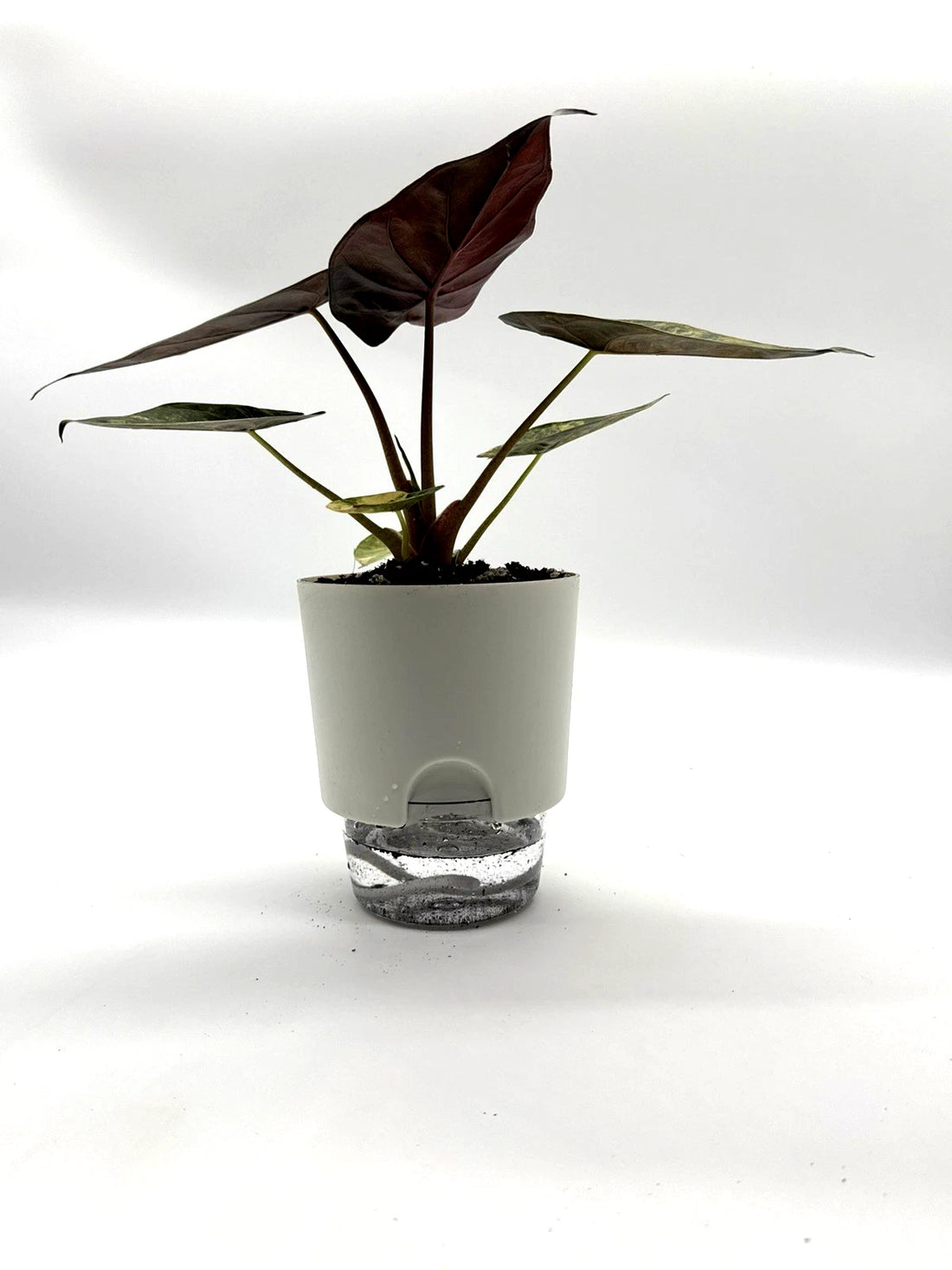 Alocasia wentii Variegated - Premium Giant Elephant Ear