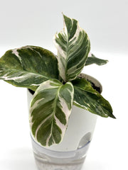Calathea 'White Fusion' (4" Self-Watering Pot) – Self-watering