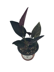 Syngonium 'Red Arrow' 4-Inch Nursery Pot