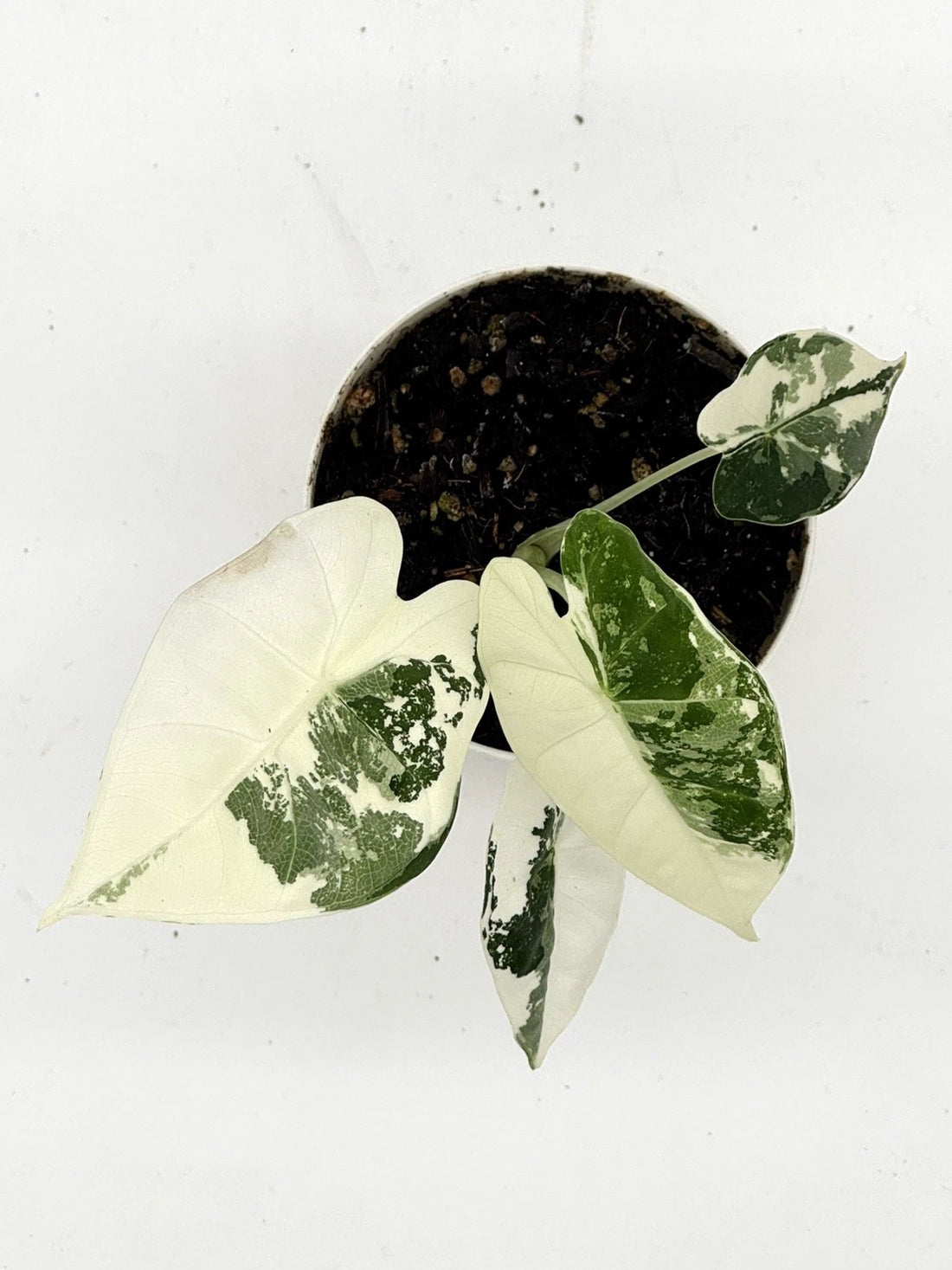 Alocasia Frydek Variegated (4&quot; Self-Watering Pot)