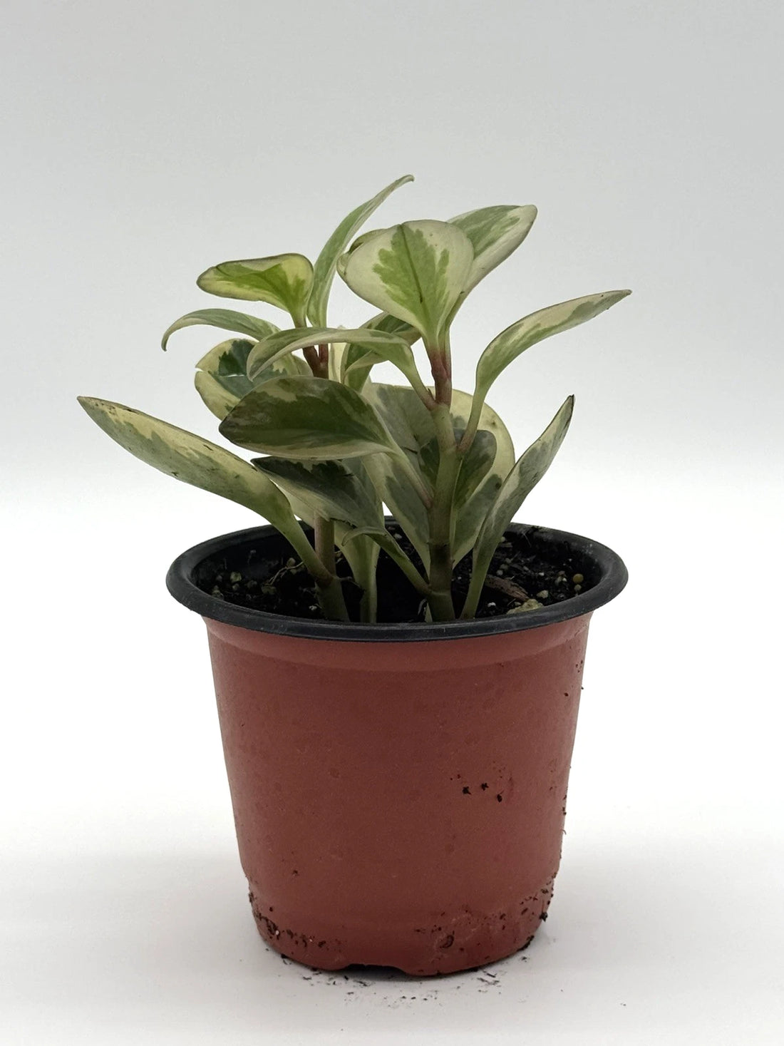 Peperomia Obtusifolia Variegated
