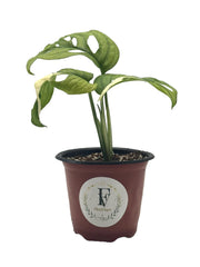 Monstera Adansonii Albo – 4" Pot – Default Title