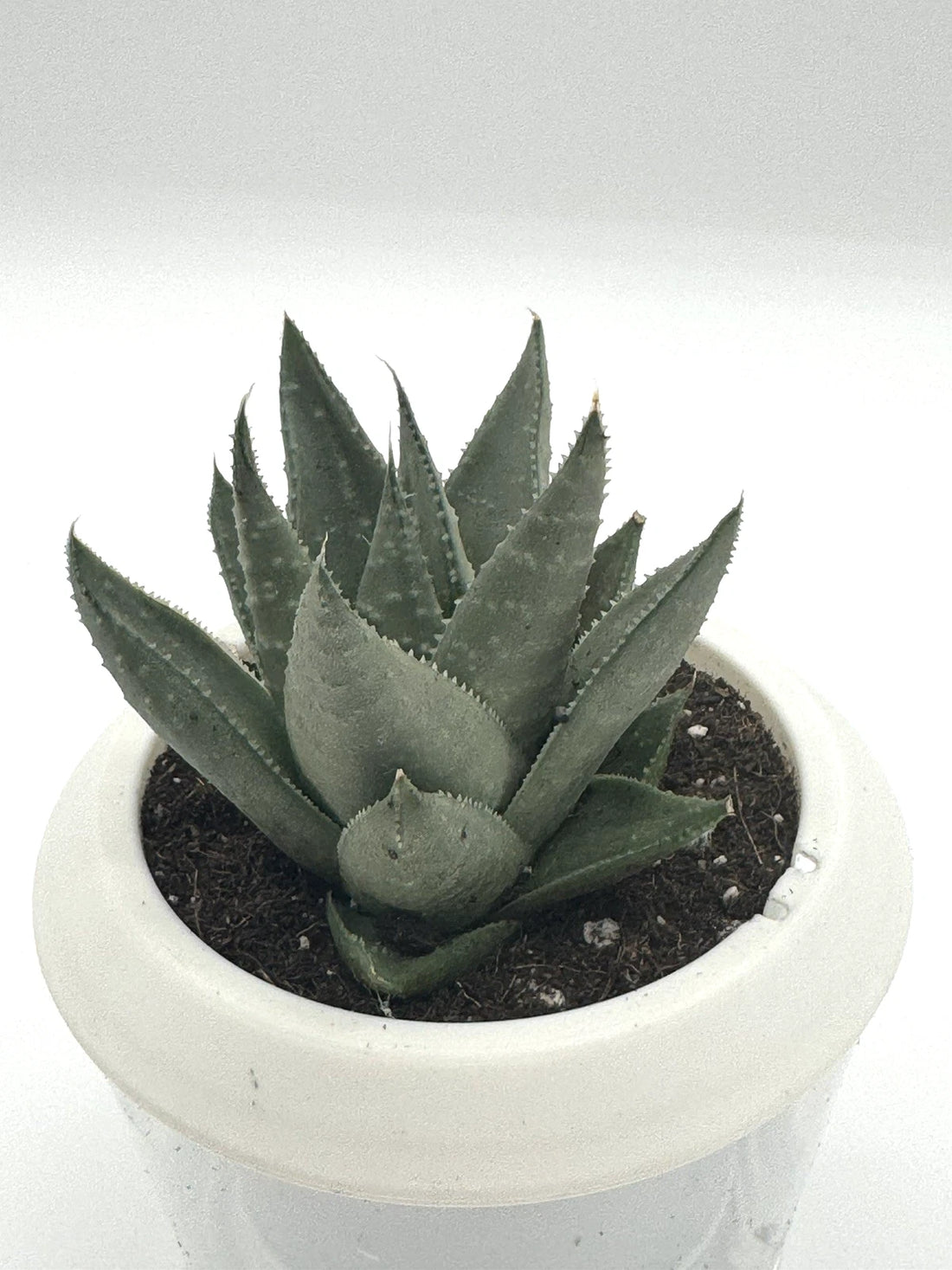 Haworthia Savanna Succulent - Premium Indoor Plant
