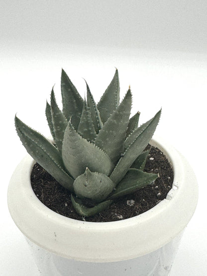 Haworthia Savanna Succulent - Premium Indoor Plant