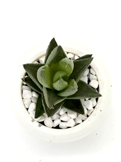 Haworthia Savanna Succulent - Premium Indoor Plant