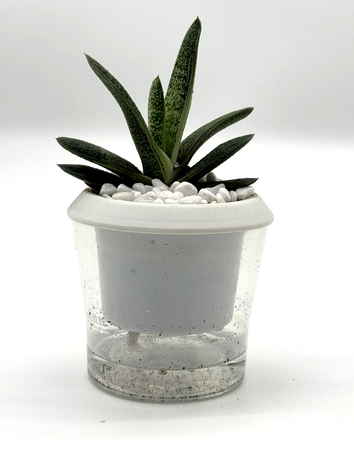 Gasteria Ox Tongue Plant – 4-Inch Pot – Default Title