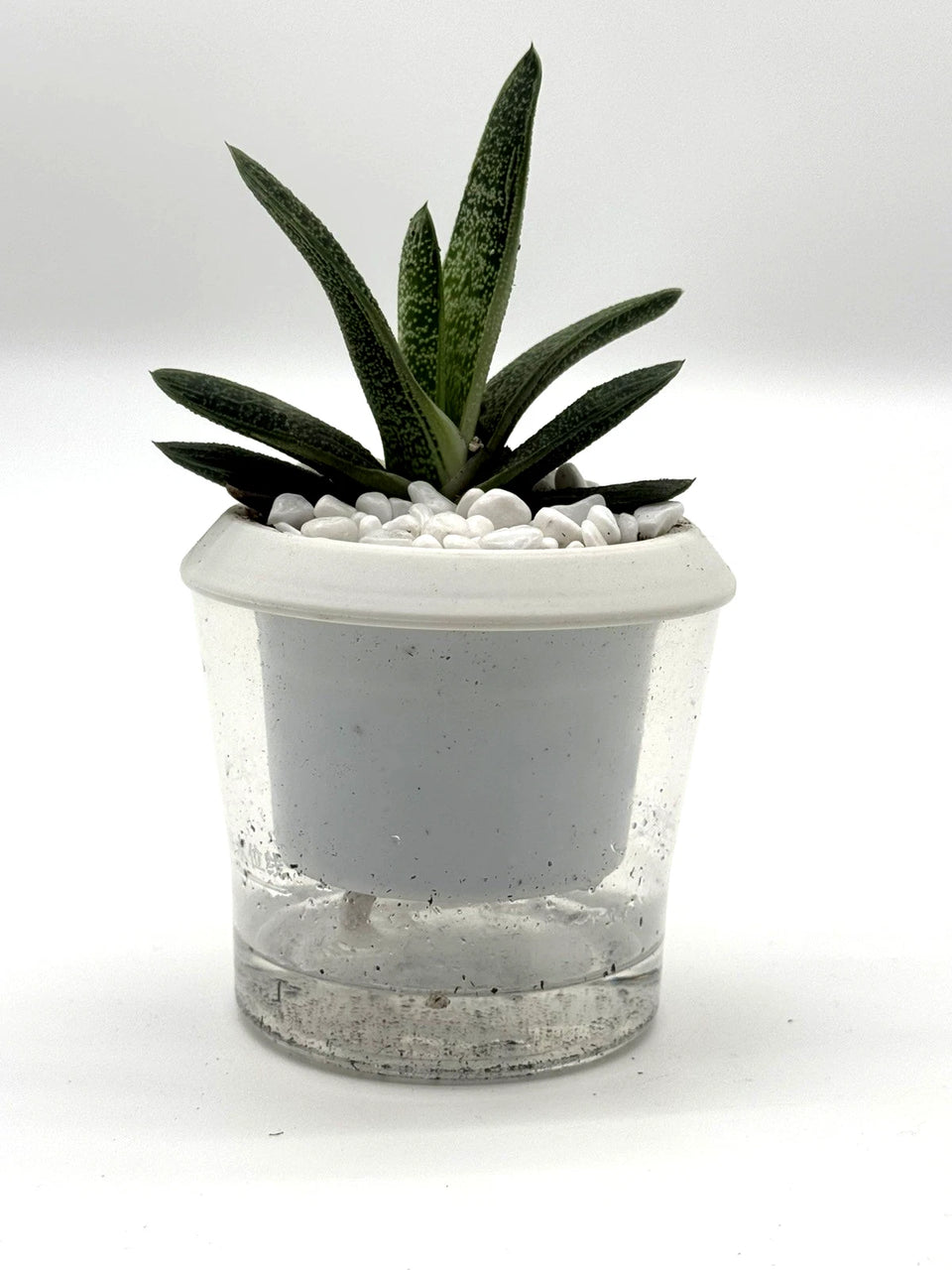Gasteria Ox Tongue Plant – 4-Inch Pot – Default Title