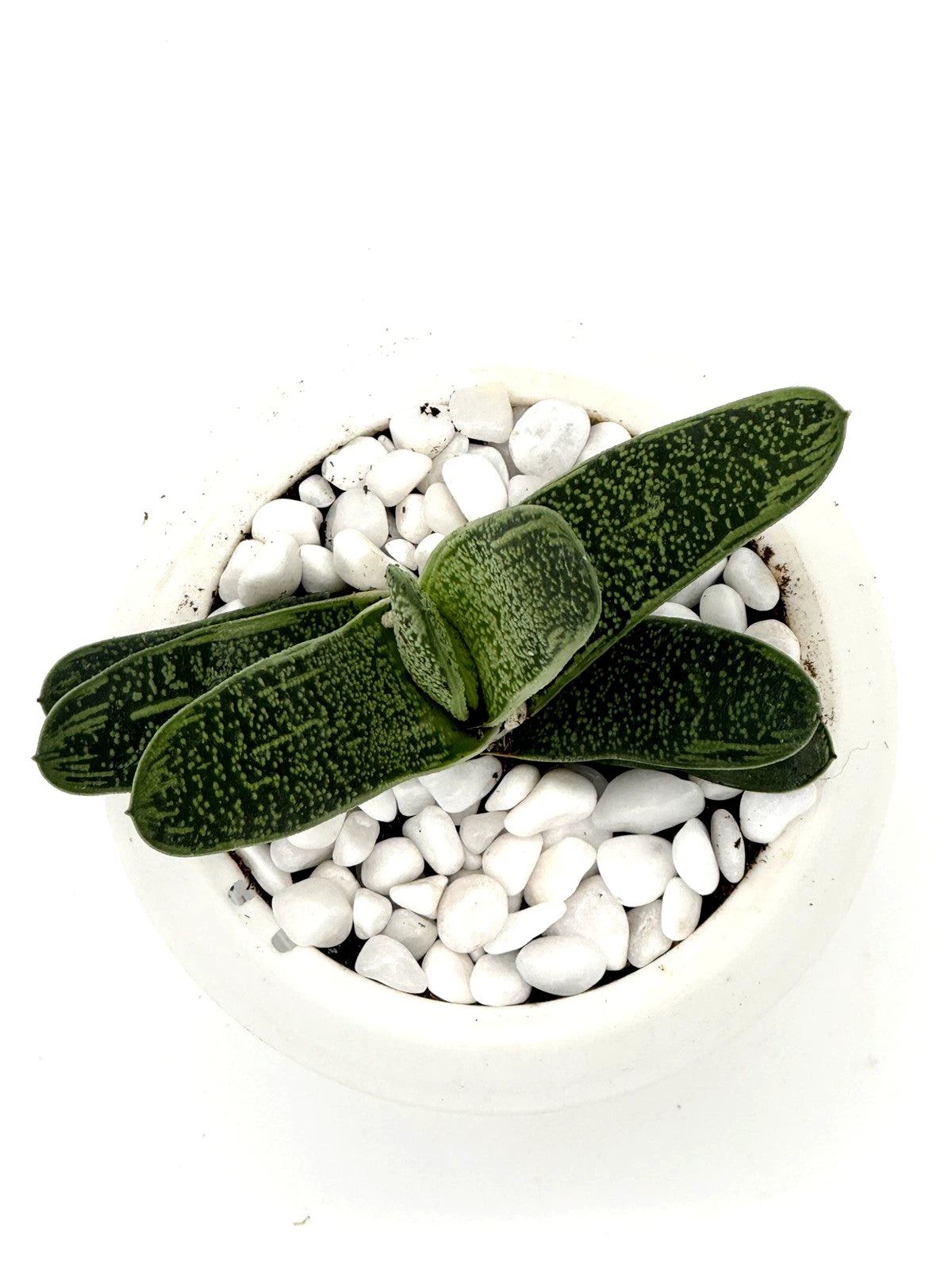 succulent tongue Gasteria Ox Tongue Plant