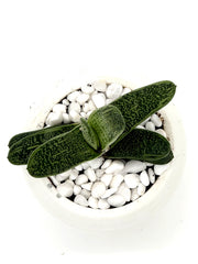 Gasteria Ox Tongue Plant – 4-Inch Pot