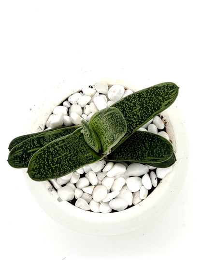 Gasteria Ox Tongue Plant