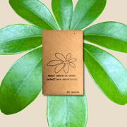 Schefflera Arboricola 'Dwarf Umbrella Plant' Seeds