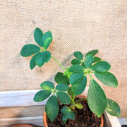 Schefflera Arboricola 'Dwarf Umbrella Plant' Seeds
