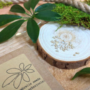 Schefflera Arboricola 'Dwarf Umbrella Plant' Seeds