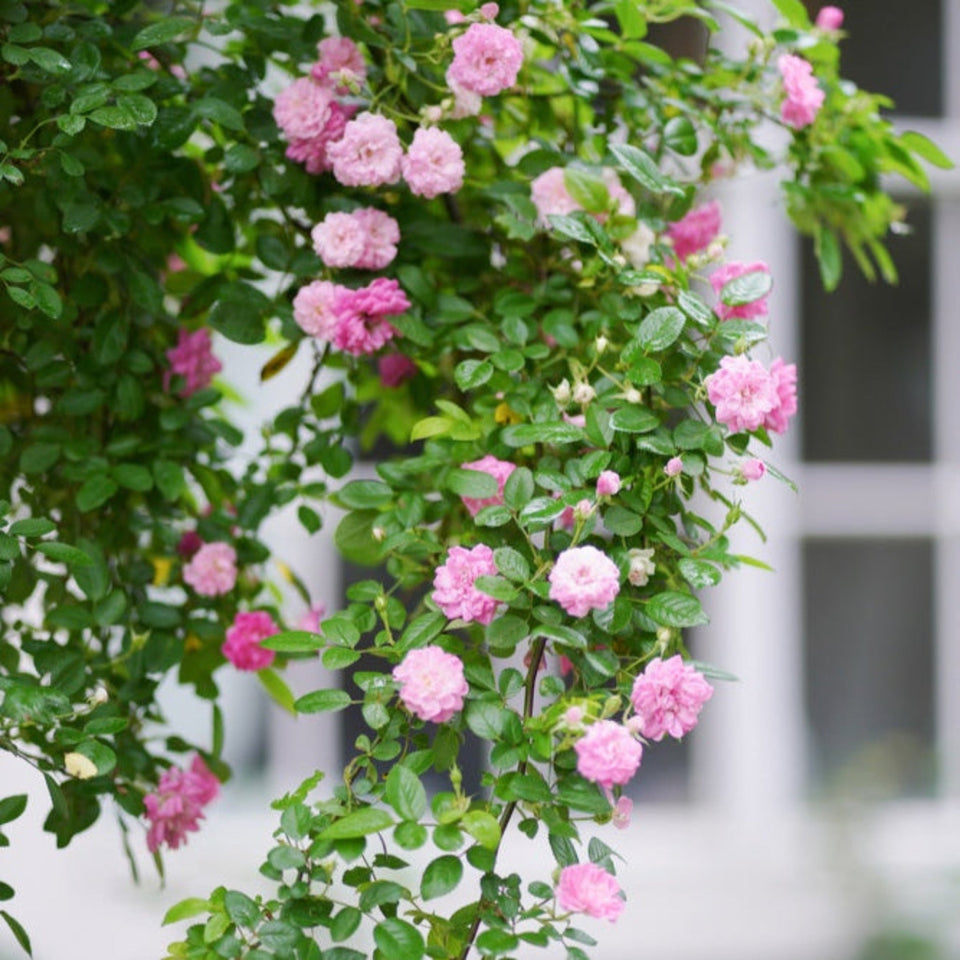 Peggy Martin Climbing Rose