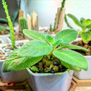 Sinningia Mix "Gloxinia" Seeds