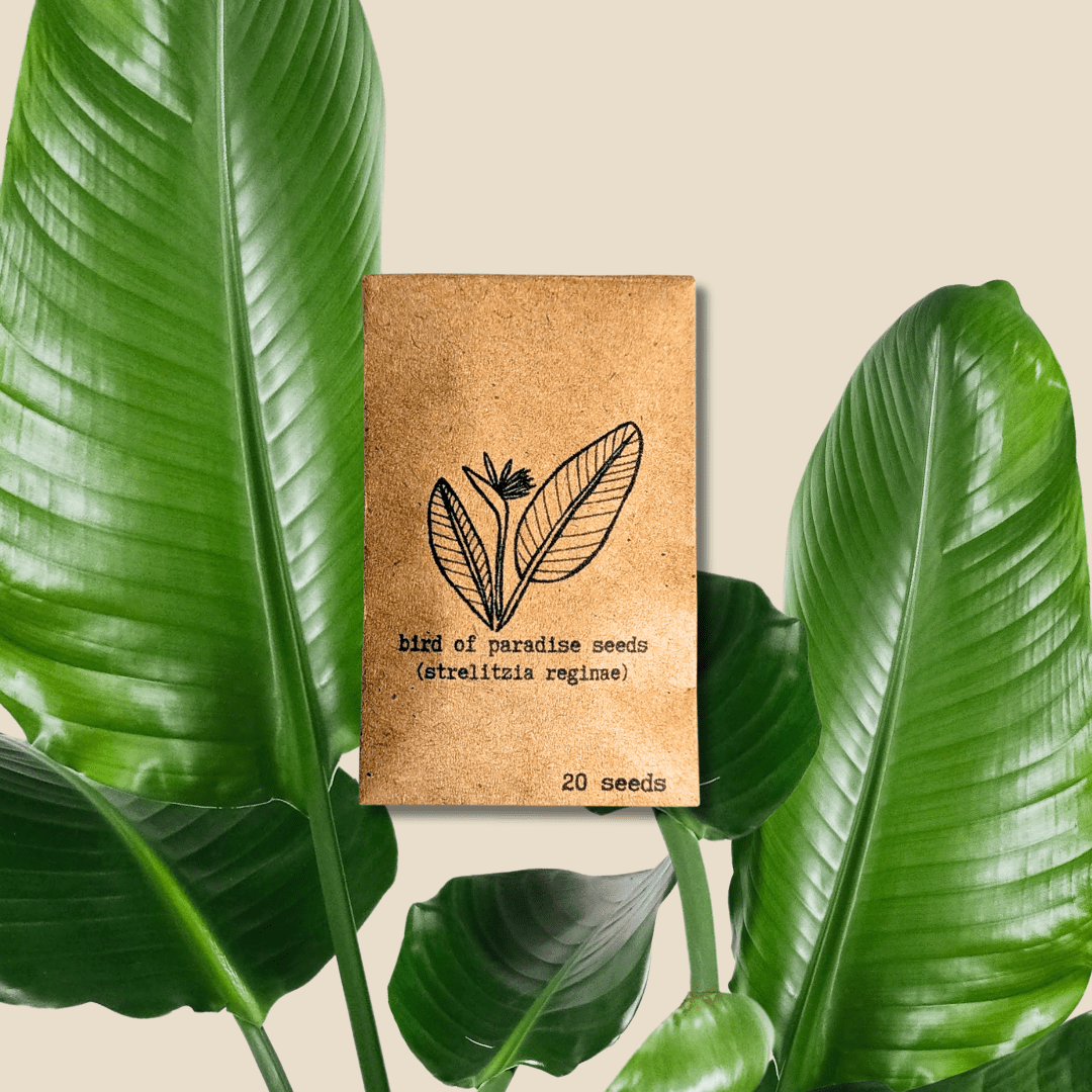 Strelitzia 'Bird of Paradise' Seeds