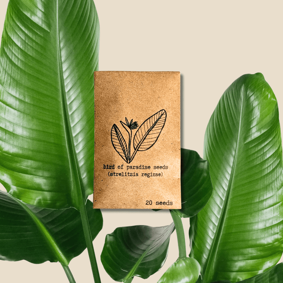 Strelitzia &