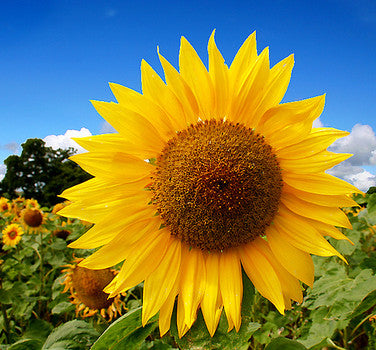 Mammoth Russian Sunflower Seeds
