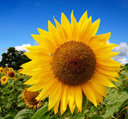 Mammoth Russian Sunflower Seeds