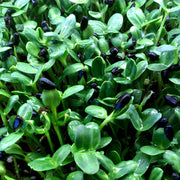 Sunflower Microgreen Seeds
