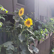 Sunspot Sunflower Seeds
