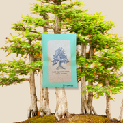 Taxodium Distichum 'Bald Cypress' Seeds