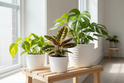 Three white planters on plant stand by window