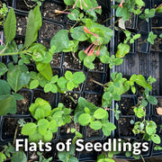 Native Coral Honeysuckle Live Plant – Lonicera sempervirens – Hummingbird Vine – Zones 4–9