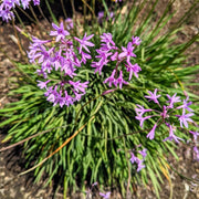 Tulbaghia Violacea "Society Garlic" Seeds