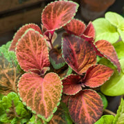 Wizard Coleus Mix Seeds