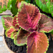 Wizard Coleus Mix Seeds