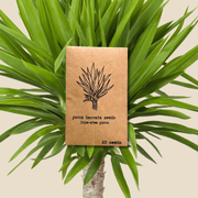 Yucca Baccata 'Blue Stem Yucca' Seeds