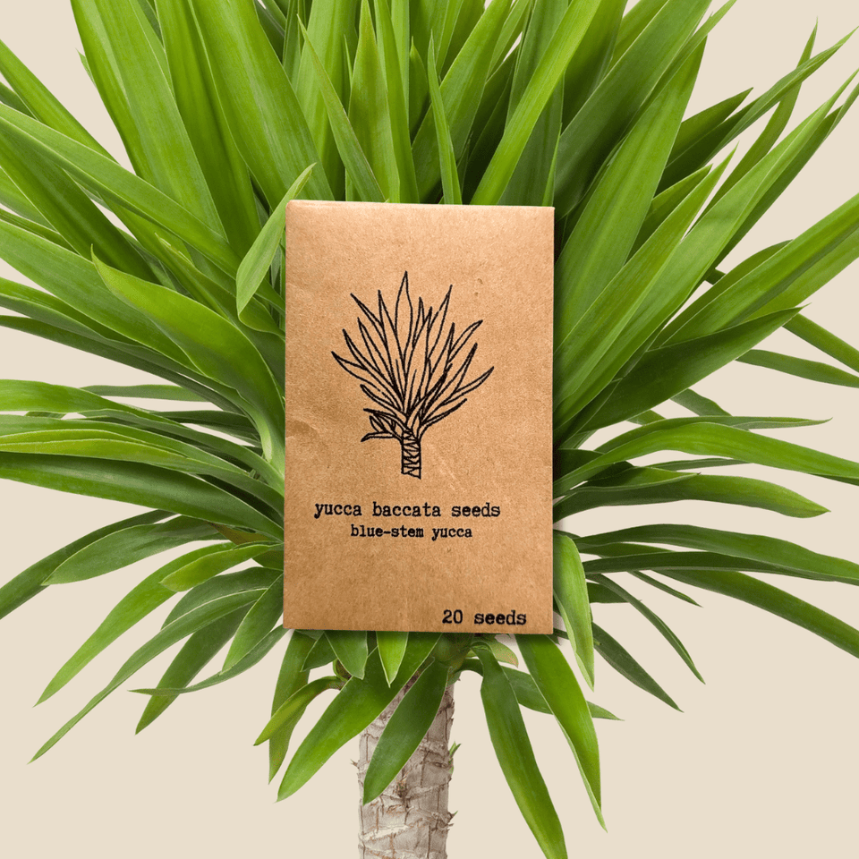 Yucca Baccata &
