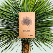 Yucca Rostrata 'Beaked Yucca' Seeds