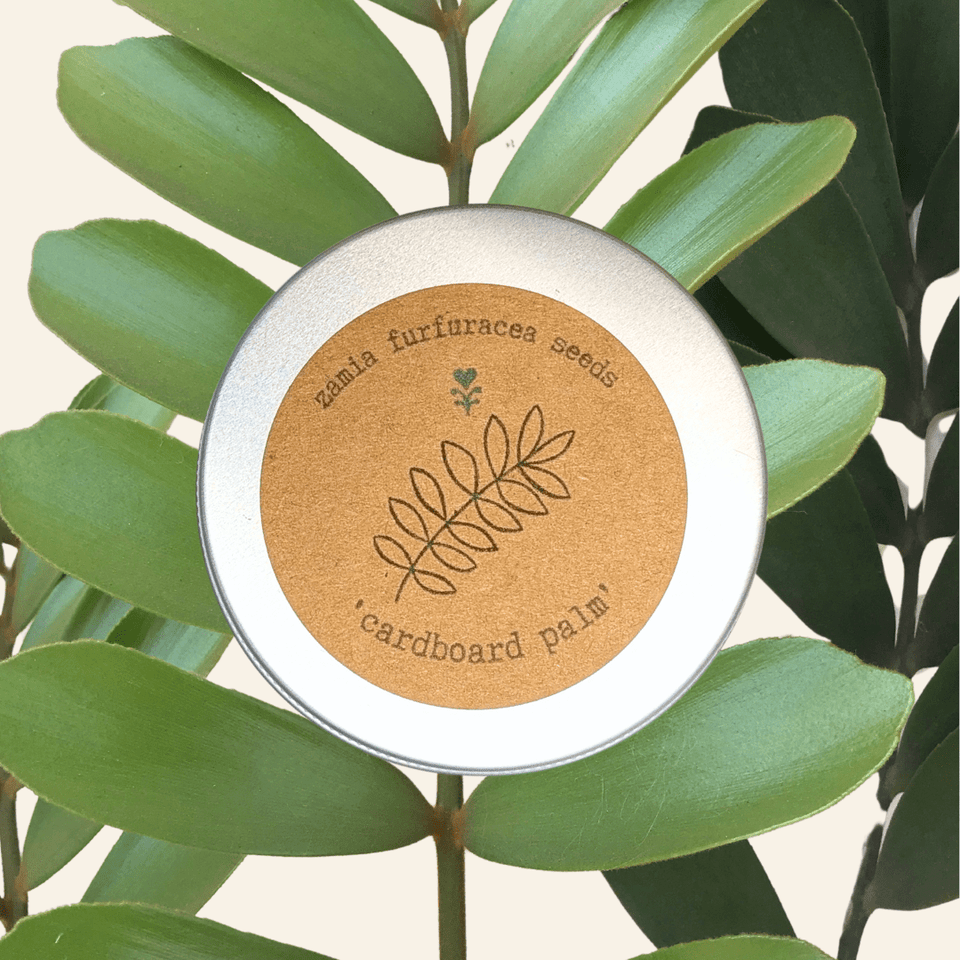 Zamia Furfuracea &