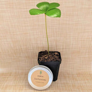 Zamia Furfuracea 'Cardboard Palm' Seeds